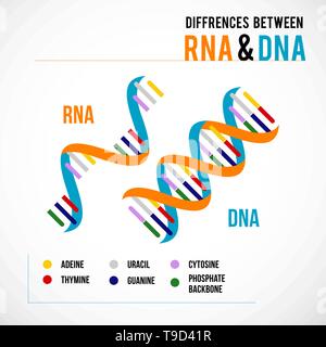 Differences between dna and rna. Vector scientific icon spiral of DNA and RNA.  An illustration of the differences in the structure of the DNA and RNA Stock Vector