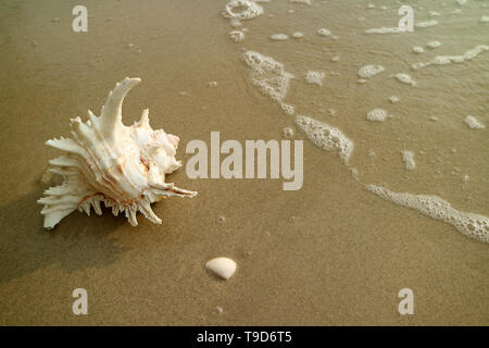 Natural Branched Murex Shell Isolated on Wet Sand Beach with the Backwash Stock Photo