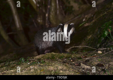 badger meles meles Dorset UK Stock Photo