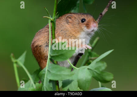 harvest mouse Stock Photo