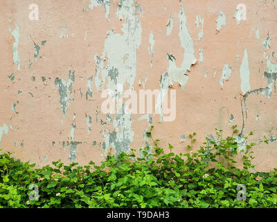 Old painted peach wall background Stock Photo