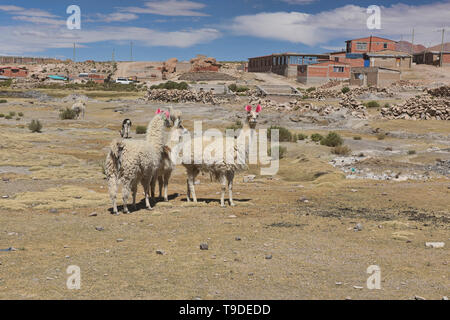 Llamas on the altiplano, Salar de Uyuni, Bolivia Stock Photo