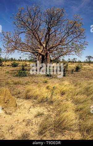 Boab trees bottle-like appearance growing in Western A ustralia. Stock Photo