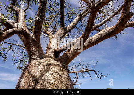 Boab trees growing in Western Australia. They have a broad bottle-shaped trunk. Stock Photo