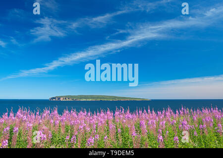 Fireweed wildflowers and Bonaventure Island in the Atlantic Ocean at the end of the Gaspe Peninsula. Parc national de l'Île-Bonaventure-et-du-Rocher-Percé. This is a provincial parc, not a true federal park, Percé, Quebec, Canada Stock Photo