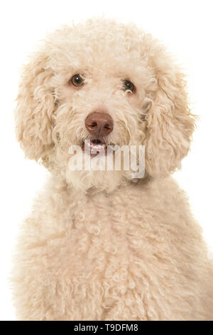 Portrait of a labradoodle dog looking at the camera on a white background Stock Photo