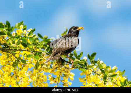 Starling, Scientific name: Sturnus Vulgaris. perched in Laburnum Tree with bright yellow flowers.  Dried mealworms in beak. Clean blue Sky background. Stock Photo