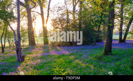 Hambledon, UK - March 30, 2019:  Sunrise in a bluebell wood near Hambledon in Hampshire, UK