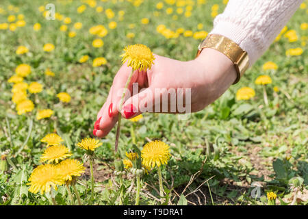 female hand with red nails tears yellow dandelion Stock Photo
