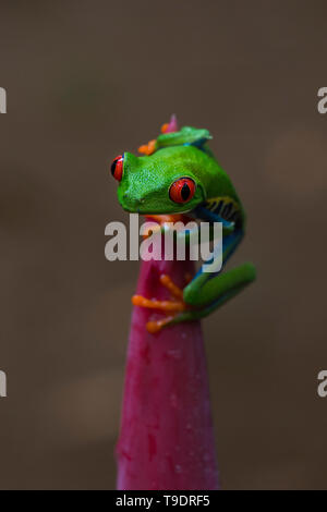 Red-eyed Tree Frog on top of a plant Stock Photo
