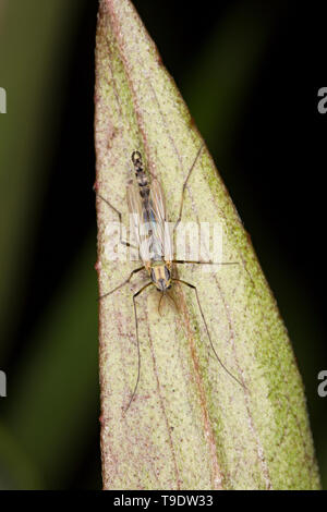 A midge, Chironomus plumosus, photographed at night in May on vegetation in a garden pond in Lancashire North West England UK GB Stock Photo