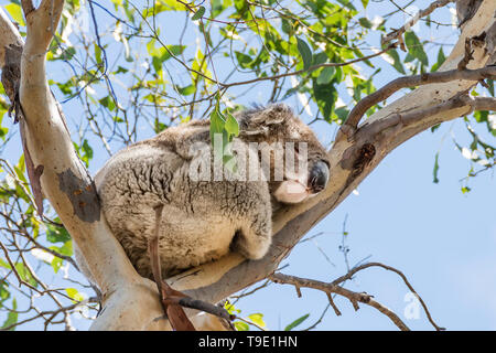 Beautiful koala in wild life sleeping leaning against a high eucalyptus branch against the blue sky, Kangaroo Island, Southern Australia Stock Photo