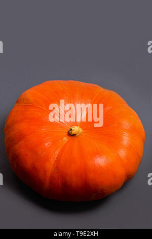 Closeup of orange big pumpkin on grey copy space background for text. Halloween, autumn, harvest concept Stock Photo