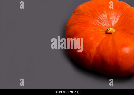 Close up of orange big pumpkin on grey background with copy space for text. Stock Photo