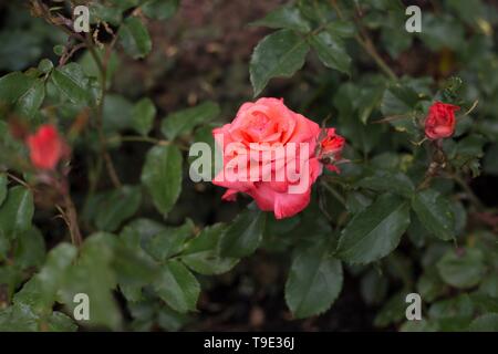 rosa-first-edition-flower-
