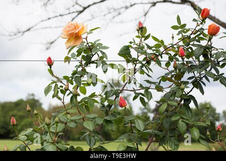 Royal Sunset rose, a climbing rose, at the Owen Rose Garden in Eugene, Oregon, USA. Stock Photo