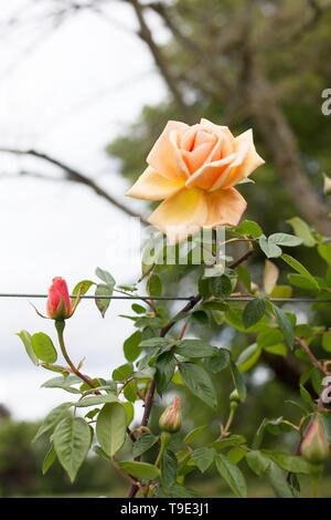 Royal Sunset rose, a climbing rose, at the Owen Rose Garden in Eugene, Oregon, USA. Stock Photo