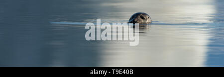 Common seal swimming around in the Jökulsárlón glacial lake. The harbor (or harbour) seal (Phoca vitulina), also known as the common seal, is a true s Stock Photo