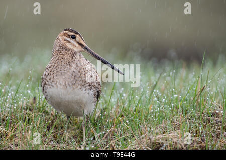 Beautiful common snipe (Gallinago gallinago) in the Icelandic rain.   The common snipe (Gallinago gallinago) is a small, stocky wader native to the Ol Stock Photo