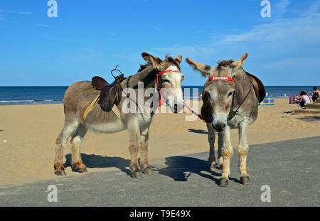 Donkeys on the beach at Mablethorpe, Lincolnshire, UK Stock Photo