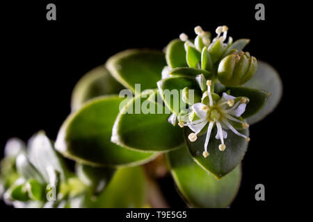 Sea Sandwort, Honckenya peploides, male flower. Stock Photo