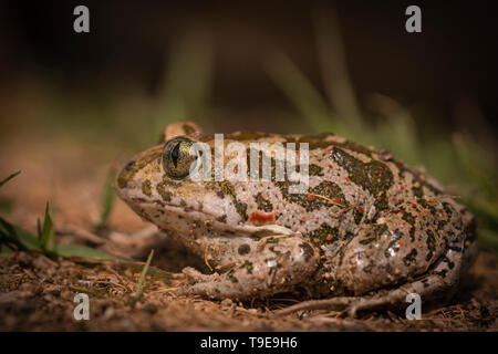 Syrian Spadefoot toad, Pelobates syriacus,on way to breeding pond, spring in Bulgaria Stock Photo