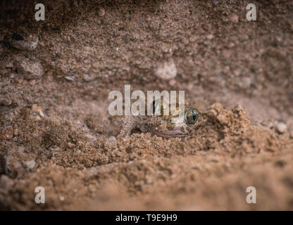 Syrian Spadefoot toad, Pelobates syriacus,starting to bury itself in a sand bank, spring in Bulgaria Stock Photo