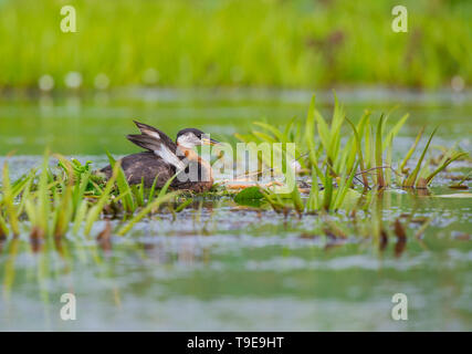 Red-necked Grebe on the nest Stock Photo