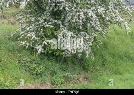 White flower blossom of Hawthorn tree / Crataegus monogyna blossom. May blossom, hedgerow blossom, medicinal plants concept, spring blossom. Stock Photo