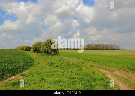 English landscape in springtime with a curving grassy path through fields of young cereal crops on the scenic Yorkshire wolds Stock Photo