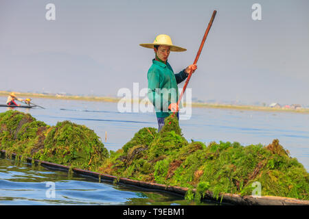 Seaweed harvest in the Inle lake. Myanmar Stock Photo