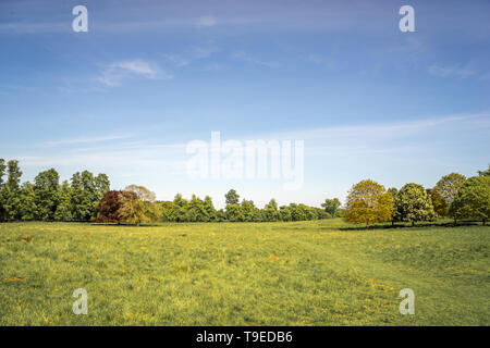 English countryside, meadow field, trees, blue sky on a sunny day Stock Photo
