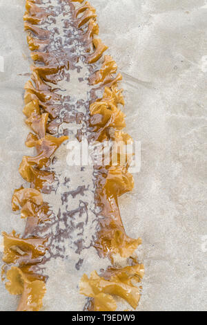 Sugar Kelp / Saccharina latissima, formerly Laminaria saccharina washed ashore on a Cornish beach. Can be used as food when freshly harvested. Stock Photo