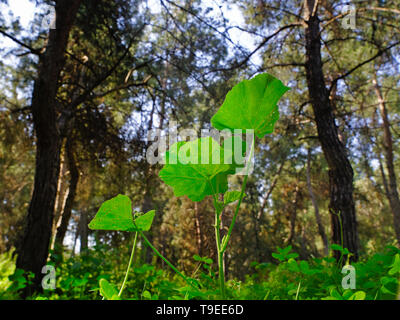 Sunlight passes through big green leaves in forest. Low angle view. Stock Photo