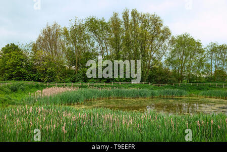 Dawn rises over a small pond flanked by trees and reeds with reflections under a bright sky in Beverley, Yorkshire, UK. Stock Photo