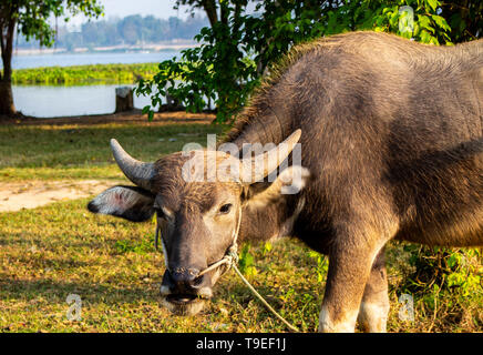 Close up of young buffalo at the farm in the morning. Stock Photo