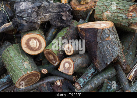 A large pile of chopped firewood lies in the yard of the farm, preparing for home heating in winter. Stock Photo