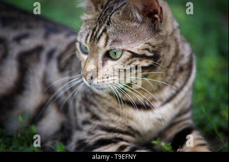 closeup portrait of a bengal cat with green eyes Stock Photo