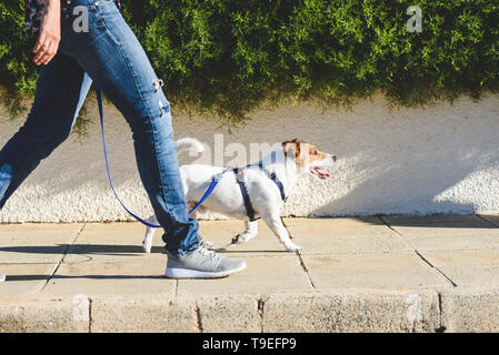 Dog walker strides with his pet on leash while walking at street pavement Stock Photo