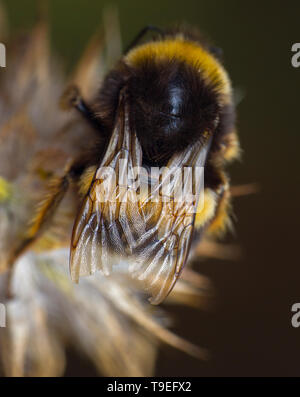 Beautiful bee wings Stock Photo