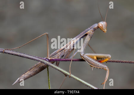 Grey green mantis religiosa mantidae posing on a thin branch Stock Photo