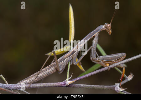 Grey green mantis religiosa mantidae posing on a thin branch Stock Photo
