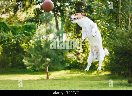 Dog playing at backyard jumping and catching rugby ball Stock Photo