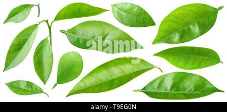 Isolated leaves. Collection of orange tree leaves and branches isolated on white background with clipping path Stock Photo