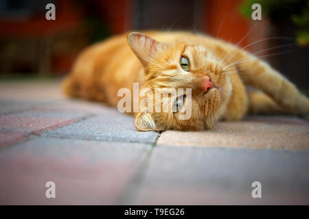 ginger cat is relaxing outdoors Stock Photo