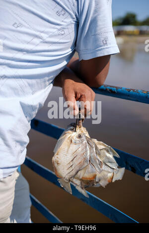 Local man carrying a bunch of fish called palometas and caught in the river on the ferry that goes from Yurimaguas to Iquitos, Loreto Department, Peru Stock Photo