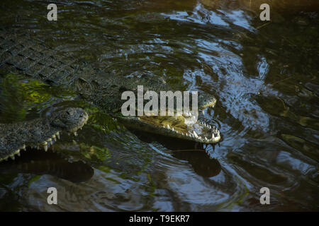 Nile crocodile (Crocodylus niloticus) partially submerged in dark water Stock Photo