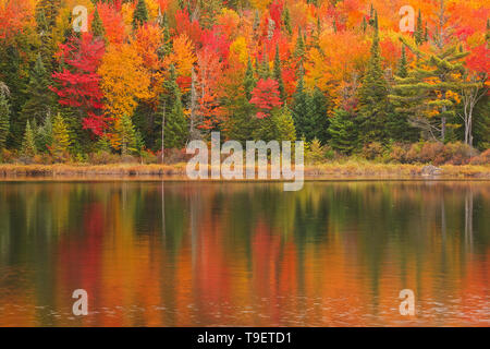 Autumn colors in the Laurentian Mountains. Great Lakes - St. Lawrence ...