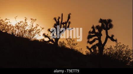 Beautiful sunset scenery with silhouetted Joshua Trees, Yucca brevifolia, Arizona, USA. Stock Photo