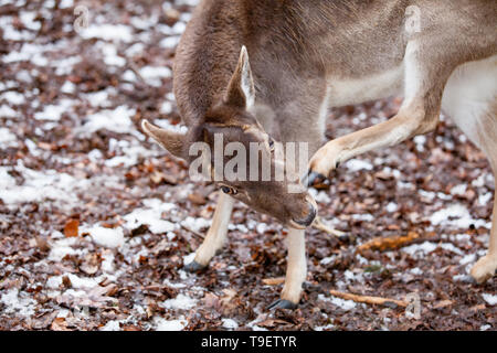 Portrait of Female Deer in a beautiful forest (Germany) Stock Photo